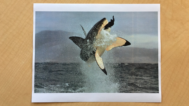Illustration for article titled Life Of Luxury: Elton John’s 6 Favorite Shark Pictures To Stare At During Long, Transcontinental Flights